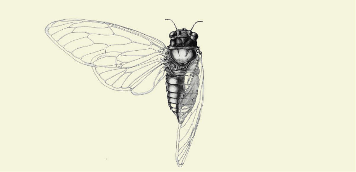 Mountain Cicada